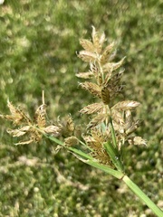 Cyperus diandrus
