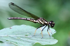 Platycypha caligata caligata