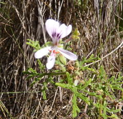Pelargonium radens