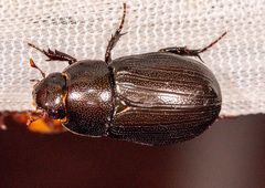 Dyscinetus morator