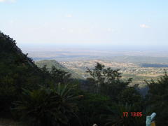 Encephalartos transvenosus