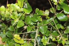 Dovyalis rhamnoides