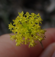 Leptorhynchos nitidulus