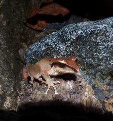 Craugastor metriosistus