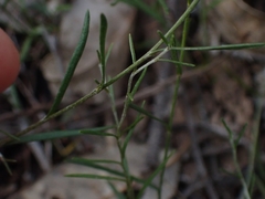 Leptorhynchos nitidulus
