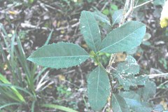 Elaeodendron croceum