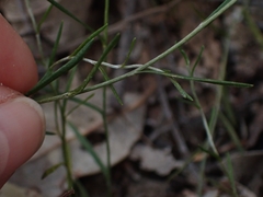 Leptorhynchos nitidulus