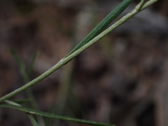 Leptorhynchos nitidulus
