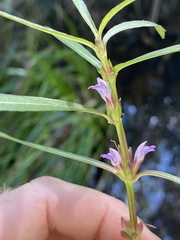 Hygrophila ringens