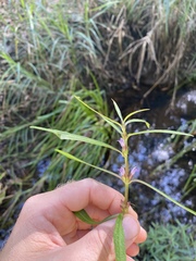 Hygrophila ringens