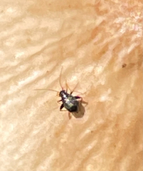 Microtechnites bractatus