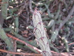 Baculellum articulatum
