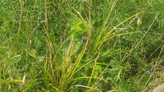 Carex muskingumensis
