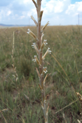 Aloe jeppeae