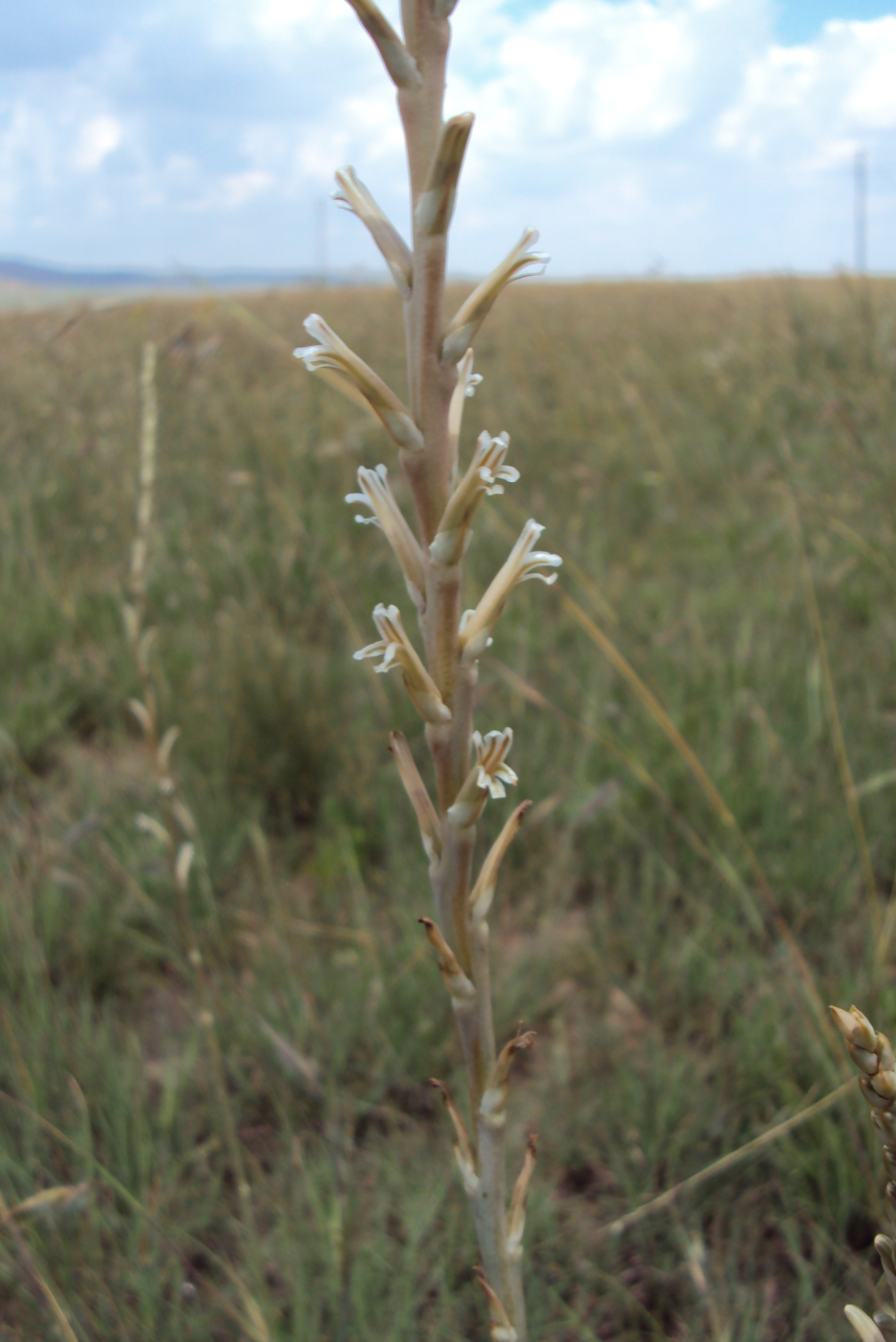 Aloe jeppeae