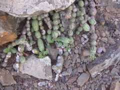 Baculellum articulatum