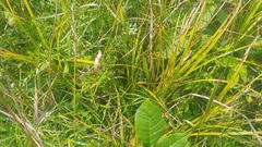 Carex muskingumensis