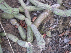 Baculellum articulatum