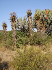 Aloe marlothii marlothii