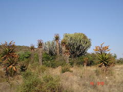 Aloe marlothii marlothii