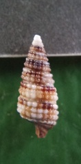 Aclophoropsis maculosa