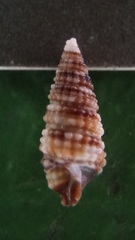 Aclophoropsis maculosa