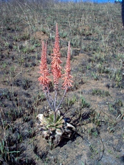 Aloe longibracteata