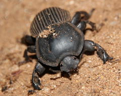 Anomalipus elephas tibialis