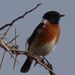 Pink African Stonechat - Photo (c) Alex Dreyer, some rights reserved (CC BY-NC), uploaded by Alex Dreyer