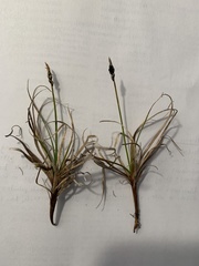 Carex rupestris