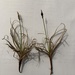 Carex rupestris - Photo (c) christinabrodribb,  זכויות יוצרים חלקיות (CC BY-NC)
