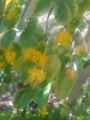 Azara dentata