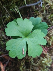 Ranunculus lapponicus