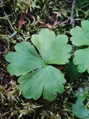 Ranunculus lapponicus