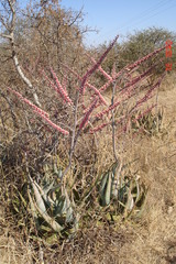 Aloe globuligemma