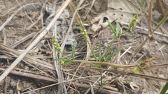 Polygala verticillata isocycla