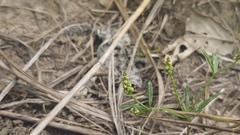 Polygala verticillata isocycla