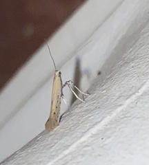 Aspilapteryx tringipennella