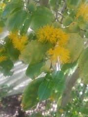 Azara dentata
