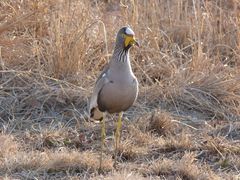Vanellus senegallus lateralis
