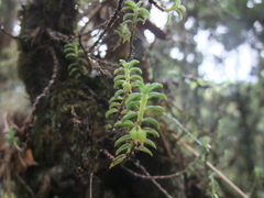 Fernandezia