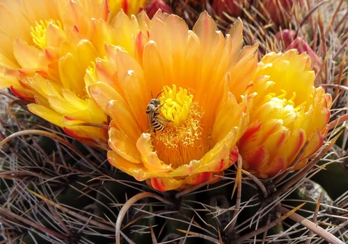 Barrel Cactus Longhorn (Epimelissodes duplocinctus), a species recorded in Arizona