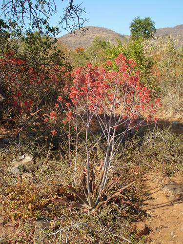 Aloe branddraaiensis