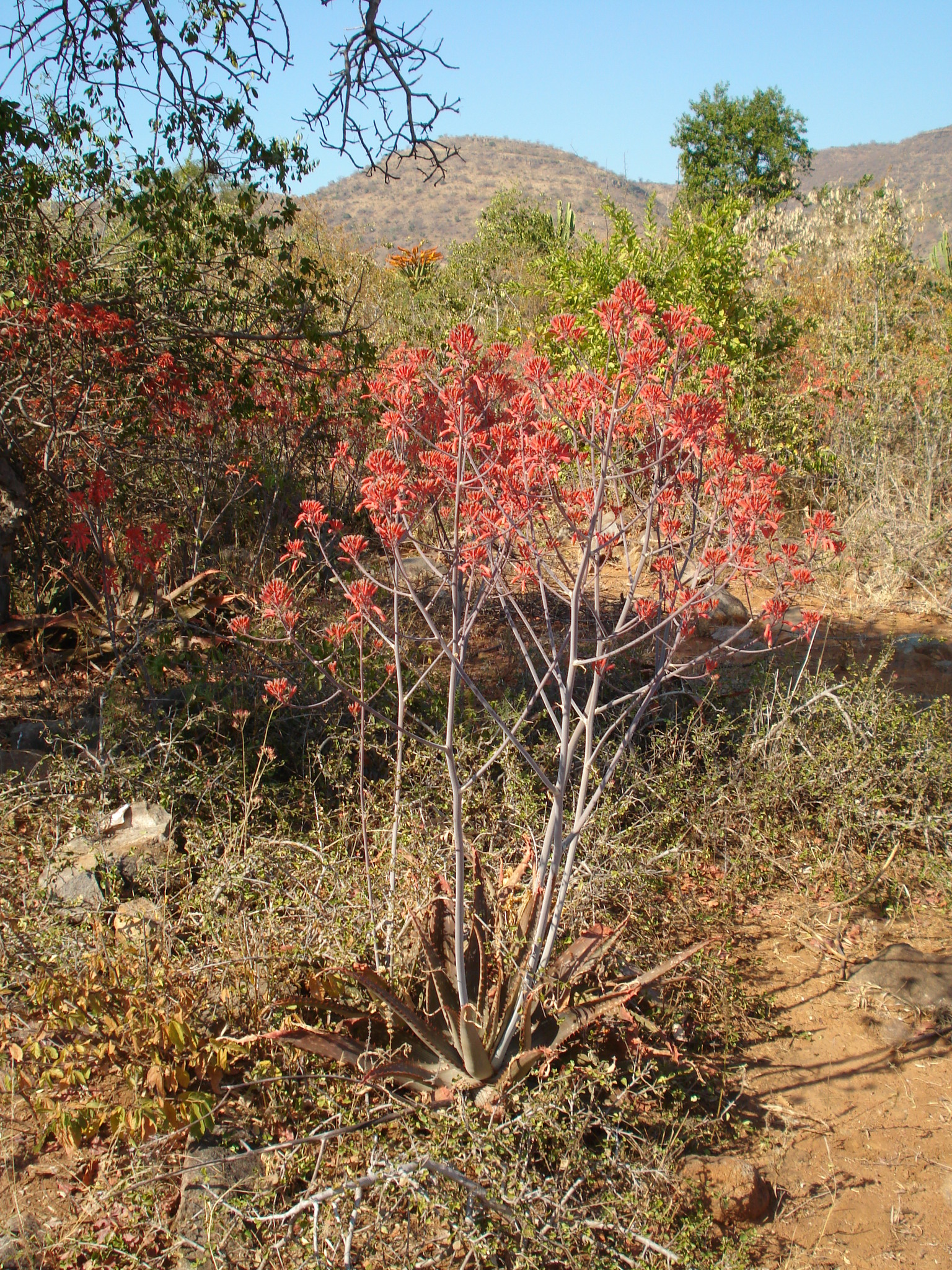 Aloe branddraaiensis