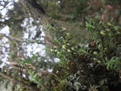 Fernandezia
