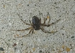 Euryopis funebris