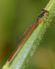 Telebasis digiticollis