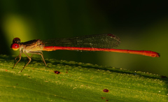 Telebasis digiticollis