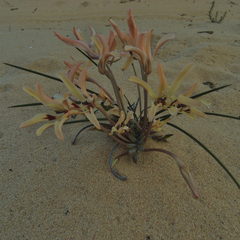 Babiana brachystachys