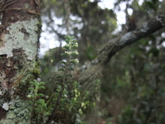 Fernandezia